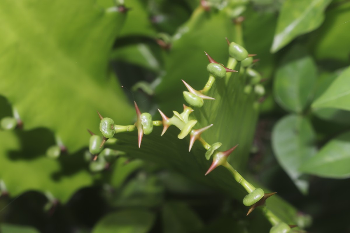 Euphorbia antiquorum L.